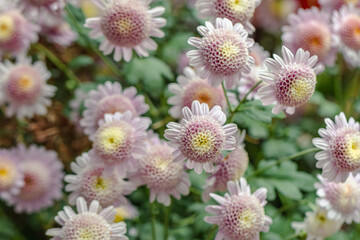Naklejka premium Beautiful flower