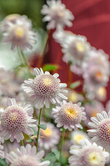 Naklejka premium Beautiful flower