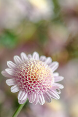 Naklejka premium Beautiful flower