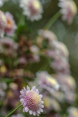 Naklejka premium Beautiful flower