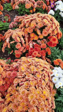 Rounded Copper Chrysanthemum Bushes Framed by White Autumn Blooms