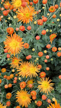Orange Chrysanthemums and Abundant Buds in Autumn Botanical Garden
