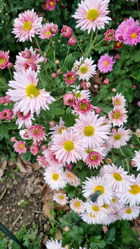 Pale Pink Chrysanthemums with Burgundy Buds at Different Blooming Stages