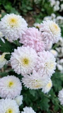 Pale Blush Pompon Chrysanthemums with Creamy Green Centers