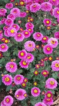 Pink and Magenta Chrysanthemums with Bright Yellow Centers in Autumn Garden