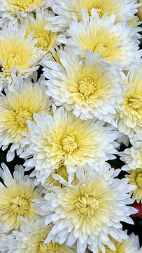 Lemon Cream Double Chrysanthemums with White Outer Petals in Full Frame