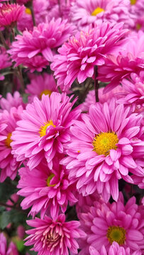 Lush Pink Semi-Double Chrysanthemums in Dense Autumn Floral Display
