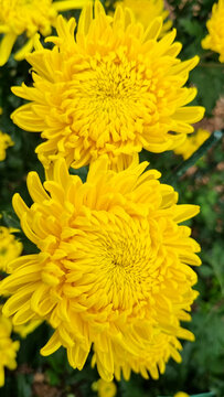 Two Large Golden Yellow Chrysanthemums Blooming in Botanical Garden