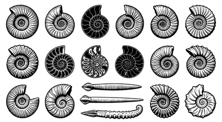 Detailed collection of ammonite fossil shell vector illustrations and straight belemnite fossils for paleontology research and educational design projects on white background © aminul