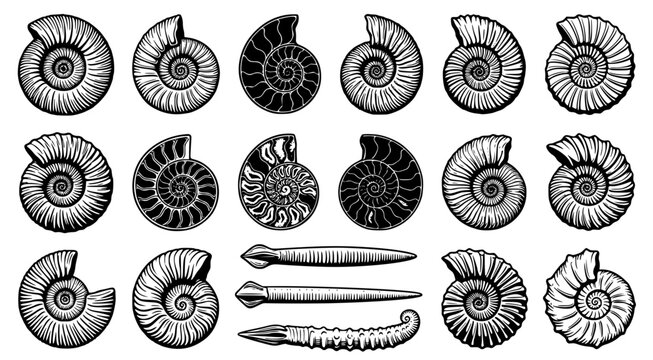 Detailed collection of ammonite fossil shell vector illustrations and straight belemnite fossils for paleontology research and educational design projects on white background