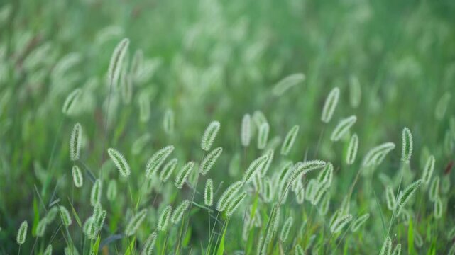風に揺れるエノクログサ