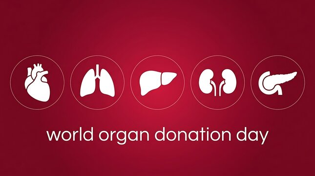 World Organ Donation Day with Human Organs Icons on Red Background.