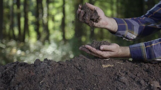Hands holding soil. Farmers hands full of soil. Hands pouring soil and Hands testing ground. Gardener examining earth and compost. Ground fertility.