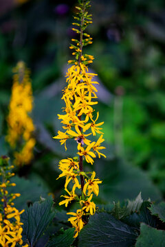 Yellow ligularia flower spike blooming with bumblebee in garden background