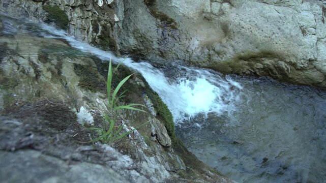 Wilder Waldbach mit Wasserfall - Ein &Ouml;kosystem in Bewegung