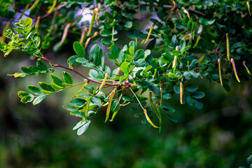 Close up of green compound leaves and hanging seed pods on tree branch in summer © Oleksandr Kashcheiev