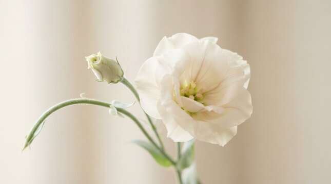 Elegant white lisianthus flower with a bud isolated on a soft neutral background for greeting cards
