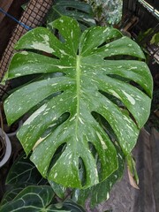 Selective focus of a green Monstera Thai Constellation leaf, a variety of Monstera houseplant that is known for its unique large leaves with white variegation that resembles stars or constellations © Anida