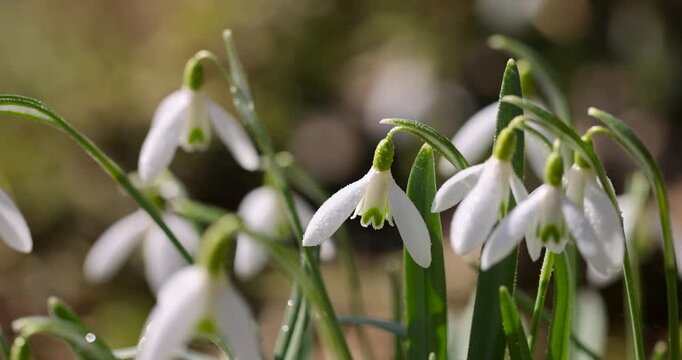 White snowdrops with dew drops on the stems, delicate primroses snowdrops bloom in a forest clearing at the beginning of the spring season
