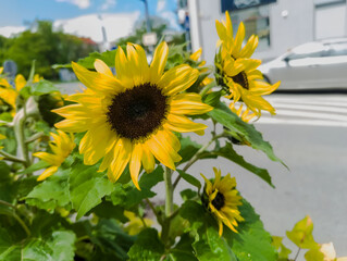 Słoneczniki ozdobne (Helianthus annuus) o jasnożółtych płatkach i ciemnobrązowych środkach kwitną w donicach w pobliżu miejskiej ulicy. Miejskie tło obejmuje rozmazany widok samochodu, przejścia dla p © Grzegorz