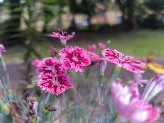 Małe goździki ogrodowe (Dianthus caryophyllus) kwitną kolorowo na miejskiej rabacie, prezentując żywe, różowo-białe płatki o misternych wzorach. Kwiaty otoczone są zielonymi łodygami . © Grzegorz