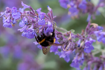 Trzmiel (z rodzaju Bombus) siedzi na jaskrawofioletowych kwiatach kocimiętki (Nepeta cataria) w ogrodzie. Puszyste ciało trzmiela z charakterystycznymi czarno-żółtymi paskami na delikatnych kwiatach © Grzegorz