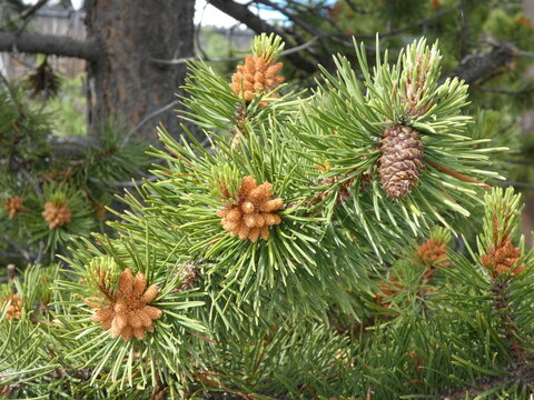 beautiful branch tips of a fir tree with a cone and pollen cones