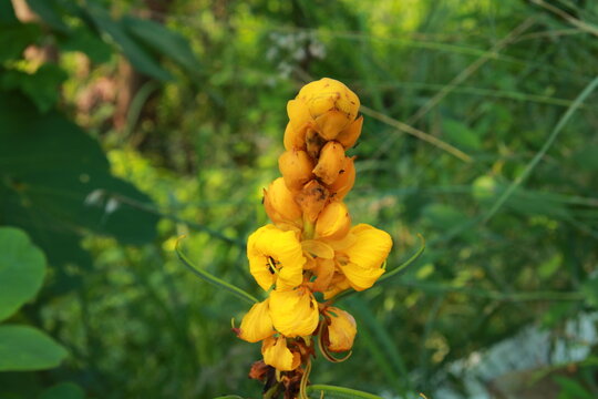 Flowers and greenery outdoors, amidst the freedom of nature.