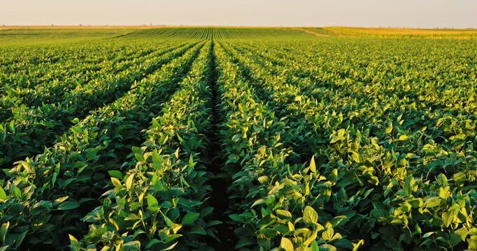 Green soybean agriculture field extending to the horizon during golden hour
