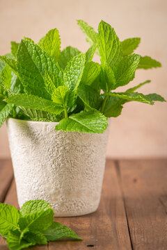 Fresh green mint leaves in ceramic pot wooden table