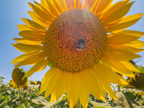 Bumblebee collecting nectar on a bright sunflower
