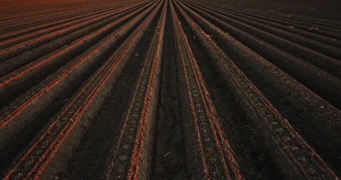 Cultivated farm field with long furrows stretching to the sunset horizon