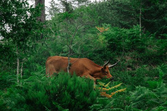 Brown Longhorn Cachena Cow Grazing in Dense Fern Forest