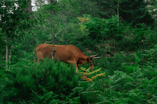 Brown Longhorn Cachena Cow Grazing in Dense Fern Forest