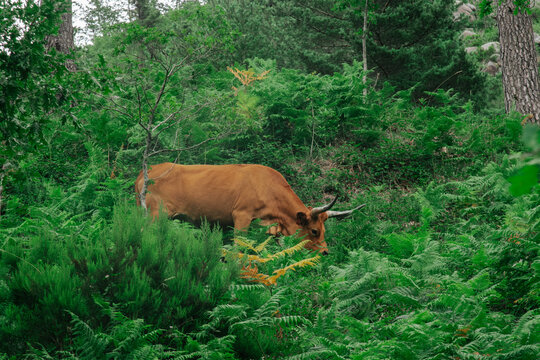Brown Longhorn Cachena Cow Grazing in Dense Fern Forest