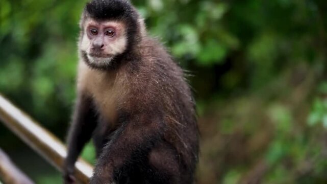 Capuchin Monkey Sitting on Railing in Tropical Rainforest