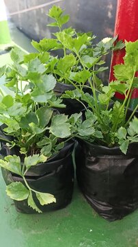 Fresh Green Celery Leaves Swaying Gently in the Breeze While Growing Lush in a Garden Pot. 