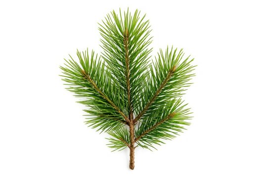 Green pine branch isolated on white background.