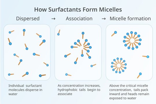 Surfactant micelle formation educational infographic
