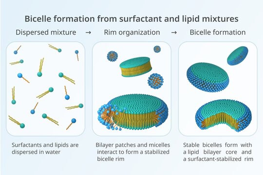Surfactant and lipid bicelle formation educational infographic