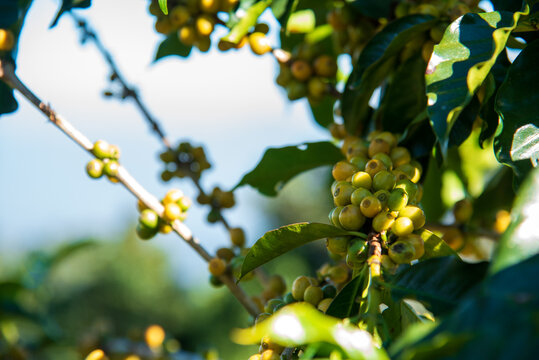 Close up yellow ripe seed berries harvest arabica coffee garden. Fresh coffee bean green leaf bush. Yellow coffee bean berry plant fresh seed tree growth in Yellow Bourbon eco organic farm