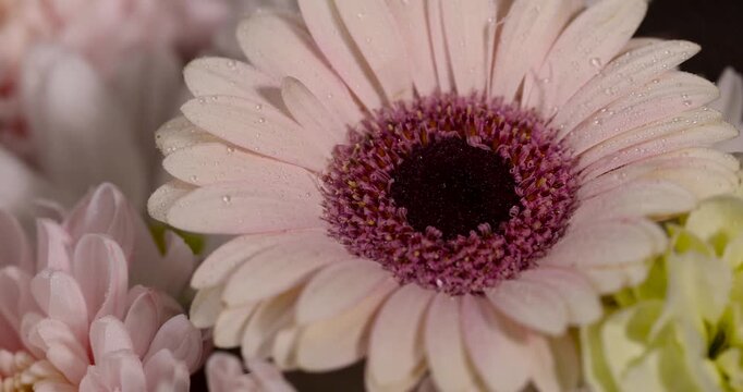 Pink gerbera daisy flower with dark center in fresh bouquet, blooming gerbera head with water drops near pink chrysanthemum