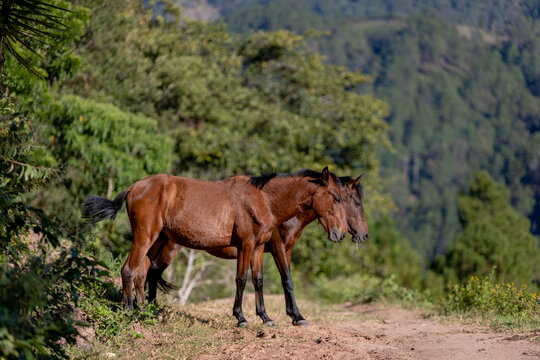 Caballos en la monta&ntilde;a