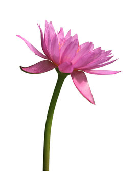 Isolated Water Lily Flower with clipping paths.