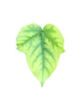 Isolated Fetid passionflower or Stinking Passionflower Leaf with clipping paths.