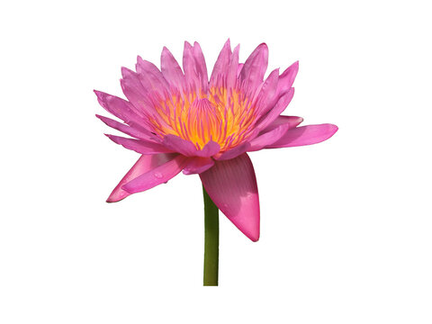 Isolated Water Lily Flower with clipping paths.