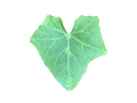 Isolated ivy gourd leaf with clipping paths.