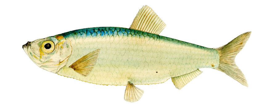 Antique Sardine illustration.