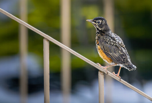 Juvenile American robin (Turdus migratorius) fledgling perched on a metal handrail in Hamilton, Ontario, Canada.