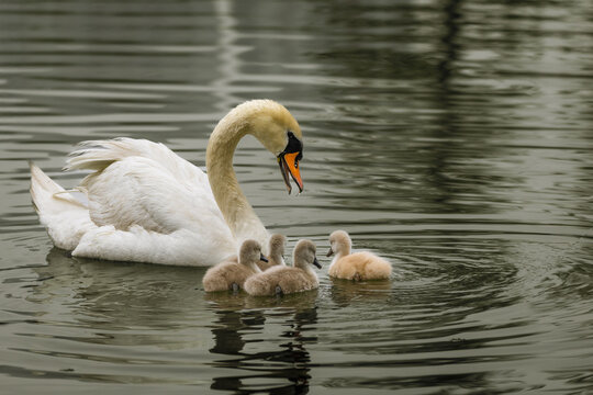 Mute Swan (Cygnus olor) swimming with four small fluffy cygnets in rippling water, Bayfront Park, Hamilton, Ontario.
